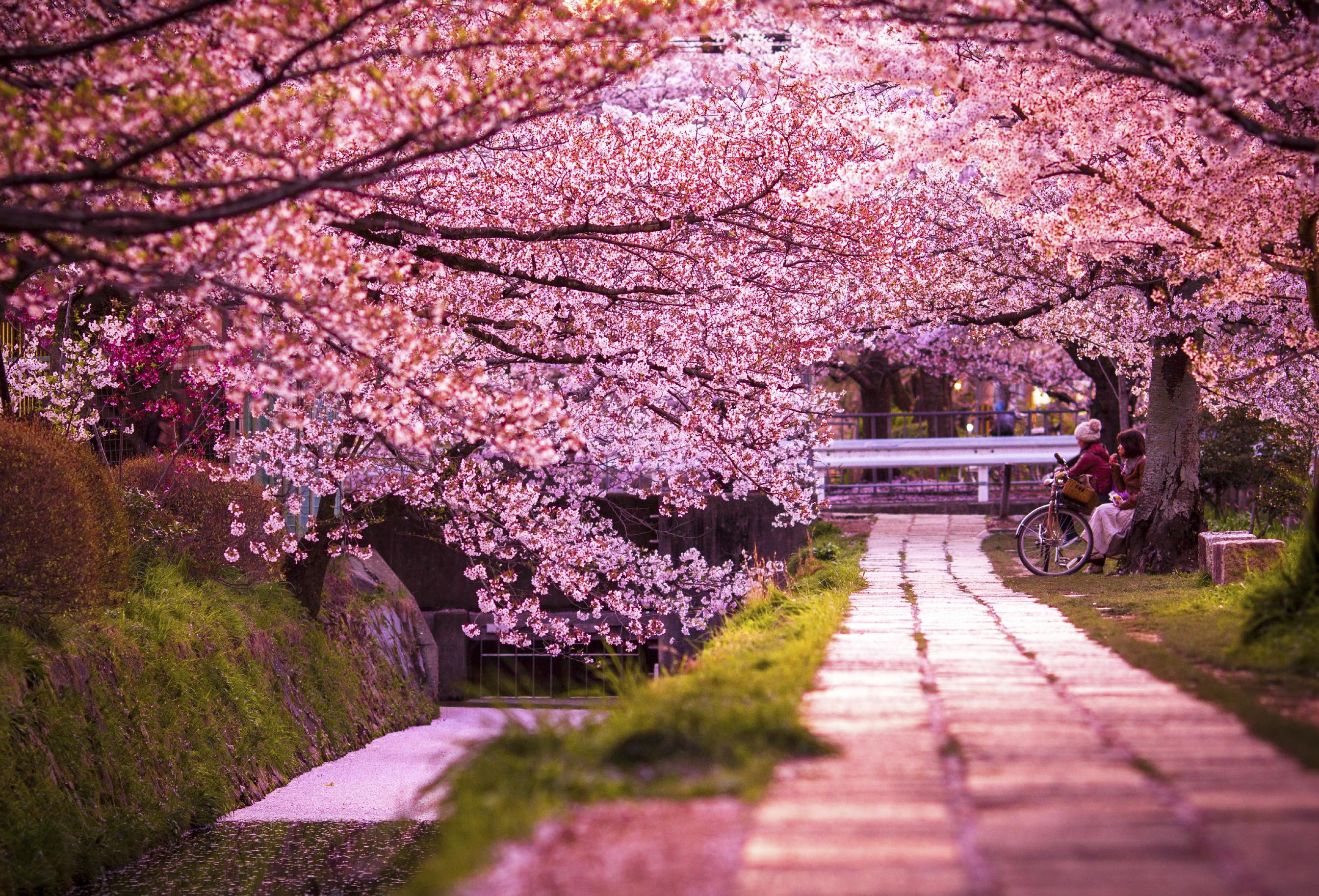 Chasing the Bloom: Where to See Cherry Blossoms in Japan