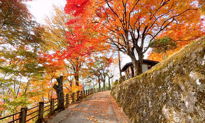 Autumn in Japan: The Best Time to Visit the Land of the Rising Sun