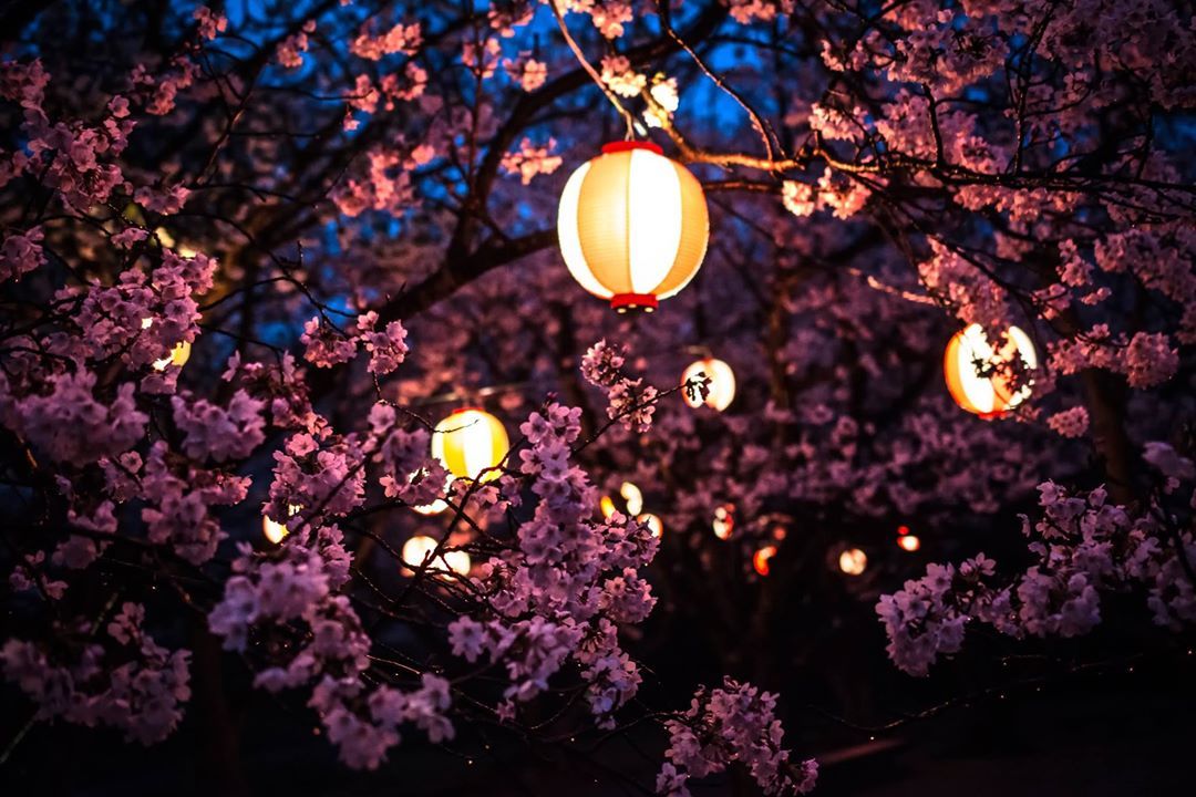 Nighttime Ohanami: The Beauty of Sakura Under Lantern Light