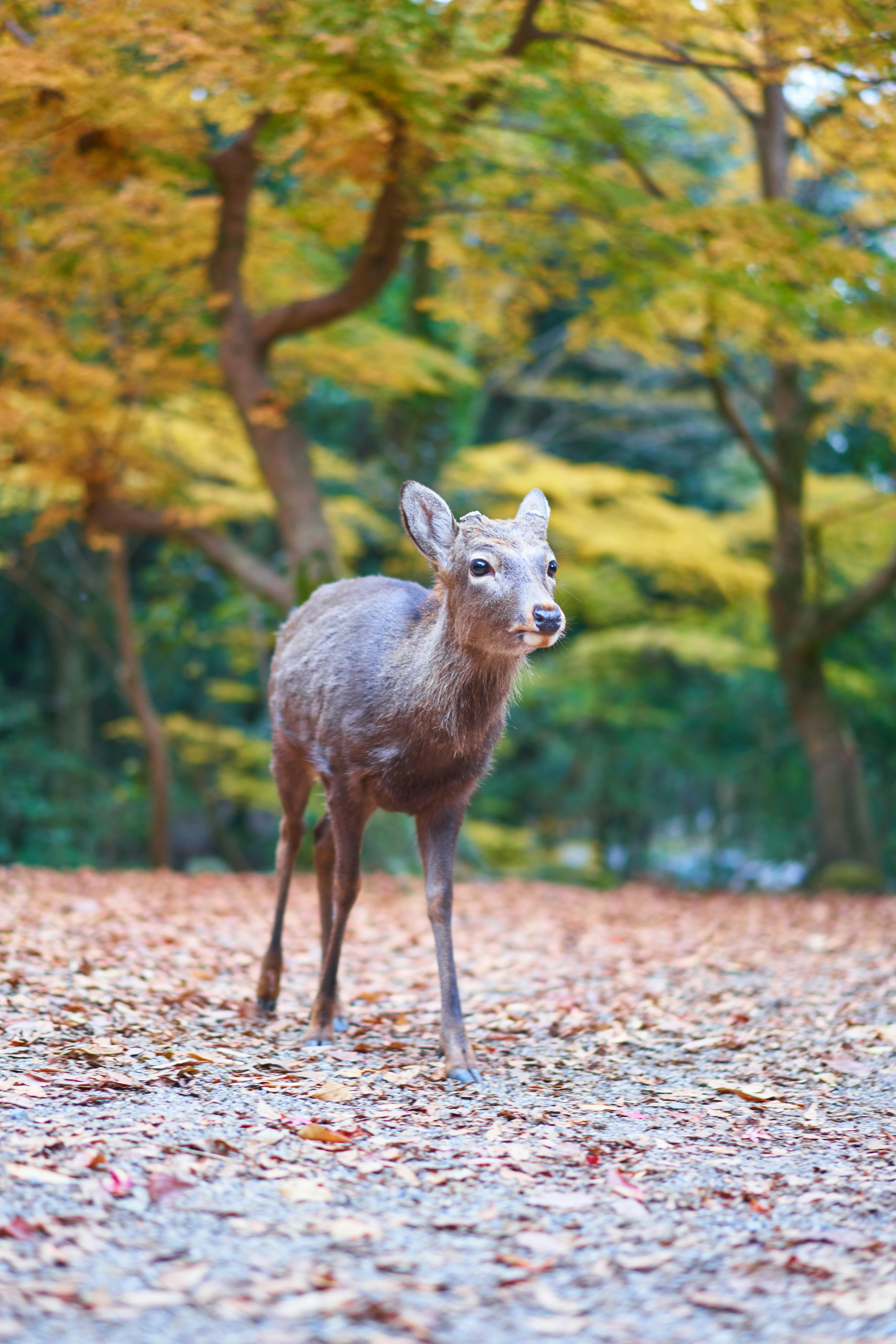 A Travel Guide to Nara: The City of Deer and Historic Temples